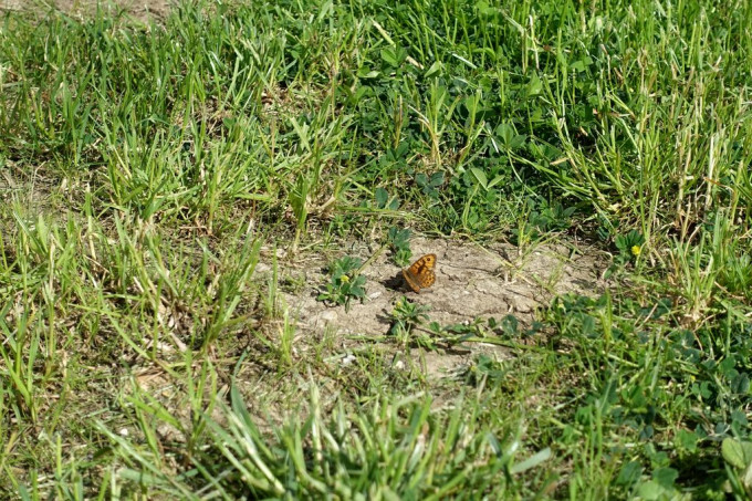 DSC07800