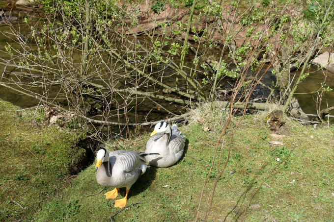 DSC02236