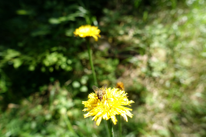 DSC03331