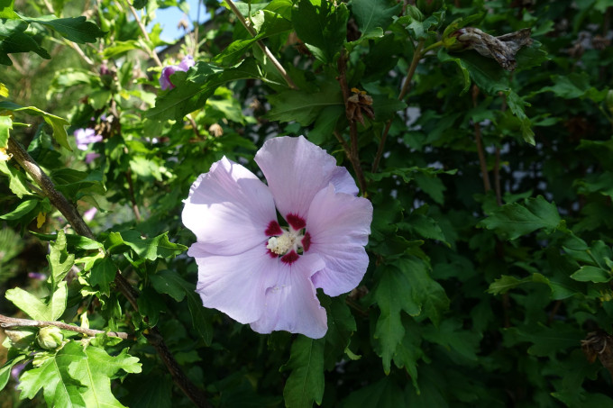 DSC03667