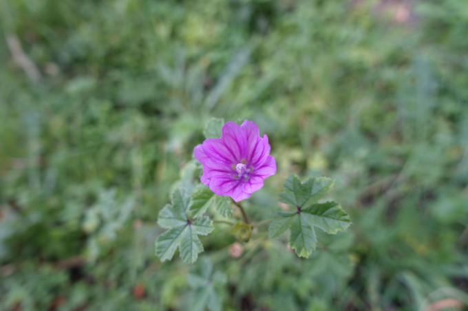 DSC04520