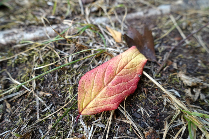 DSC05062