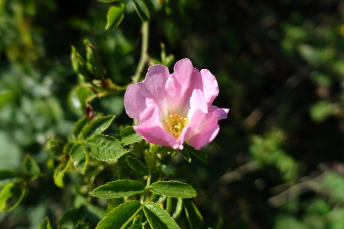 DSC07013