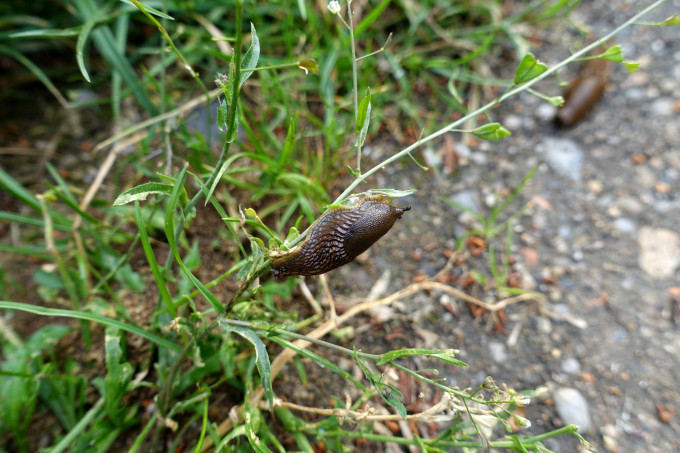 DSC07094