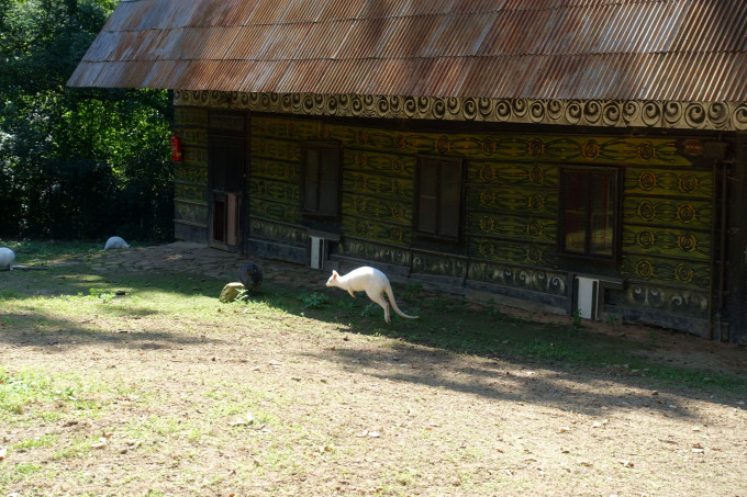 DSC08206